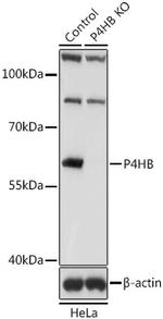 PDI Antibody in Western Blot (WB)
