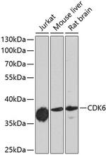 CDK6 Antibody in Western Blot (WB)