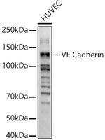 VE-cadherin Polyclonal Antibody