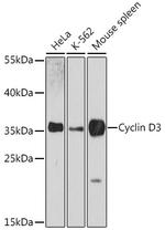 Cyclin D3 Polyclonal Antibody