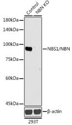 NBS1 Antibody in Western Blot (WB)