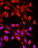 cIAP1 Polyclonal Antibody