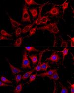 cIAP1 Antibody in Immunocytochemistry (ICC/IF)