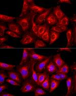 cIAP1 Antibody in Immunocytochemistry (ICC/IF)