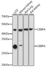 C/EBP alpha Antibody in Western Blot (WB)