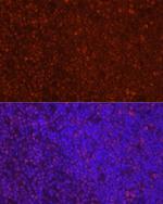 LEF1 Antibody in Immunocytochemistry (ICC/IF)