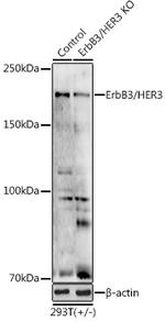 ErbB3 Antibody in Western Blot (WB)