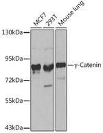 gamma Catenin Polyclonal Antibody
