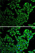 HSP60 Antibody in Immunocytochemistry (ICC/IF)