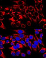 HSP60 Antibody in Immunocytochemistry (ICC/IF)