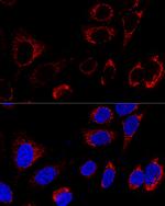 HSP60 Antibody in Immunocytochemistry (ICC/IF)
