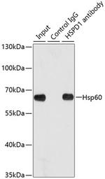 HSP60 Antibody in Immunoprecipitation (IP)