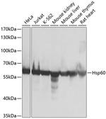 HSP60 Antibody in Western Blot (WB)