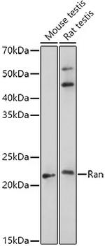 RAN Polyclonal Antibody