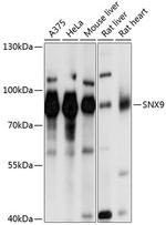 SNX9 Polyclonal Antibody