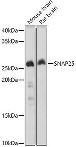 SNAP25 Antibody in Western Blot (WB)