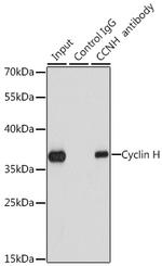 Cyclin H Polyclonal Antibody