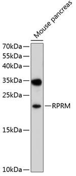 RPRM Polyclonal Antibody