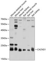 CACNG1 Polyclonal Antibody
