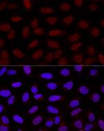 YAP1 Polyclonal Antibody