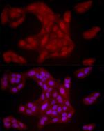YAP1 Antibody in Immunocytochemistry (ICC/IF)