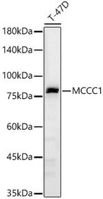 MCCC1 Antibody in Western Blot (WB)