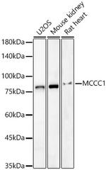 MCCC1 Antibody in Western Blot (WB)