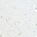 LRRC59 Antibody in Immunohistochemistry (Paraffin) (IHC (P))