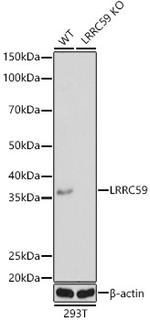 LRRC59 Antibody in Western Blot (WB)