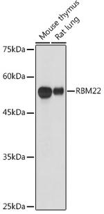 RBM22 Polyclonal Antibody