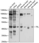 TTL Polyclonal Antibody