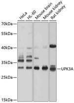 UPK3A Antibody in Western Blot (WB)