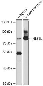 HBS1L Polyclonal Antibody