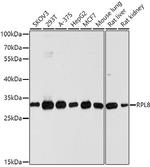 RPL8 Antibody in Western Blot (WB)
