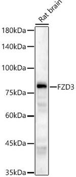 FZD3 Polyclonal Antibody