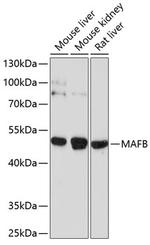 MAFB Polyclonal Antibody