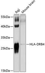HLA-DRB4 Polyclonal Antibody