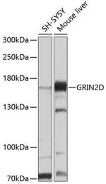 NMDAR2D Polyclonal Antibody