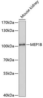 MEP1B Polyclonal Antibody