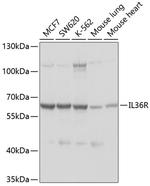 IL1RL2 Polyclonal Antibody