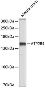 PMCA4 ATPase Polyclonal Antibody