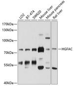 HGF Activator Polyclonal Antibody