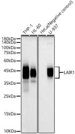LAIR1 Polyclonal Antibody