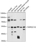 TMPRSS11D Polyclonal Antibody