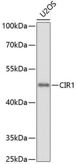CIR1 Polyclonal Antibody