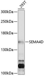 CD100 Polyclonal Antibody
