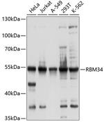 RBM34 Polyclonal Antibody