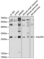 G6B Polyclonal Antibody