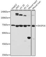 DUSP16 Polyclonal Antibody