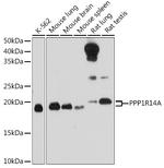 CPI-17 Polyclonal Antibody